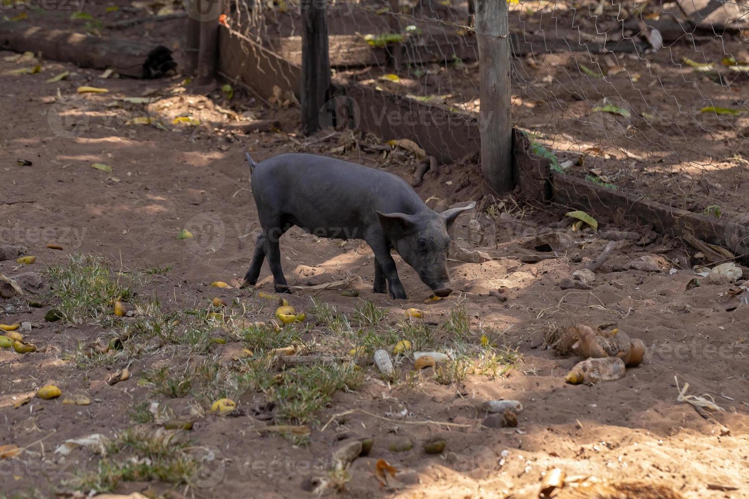 zwart varken gefokt foto