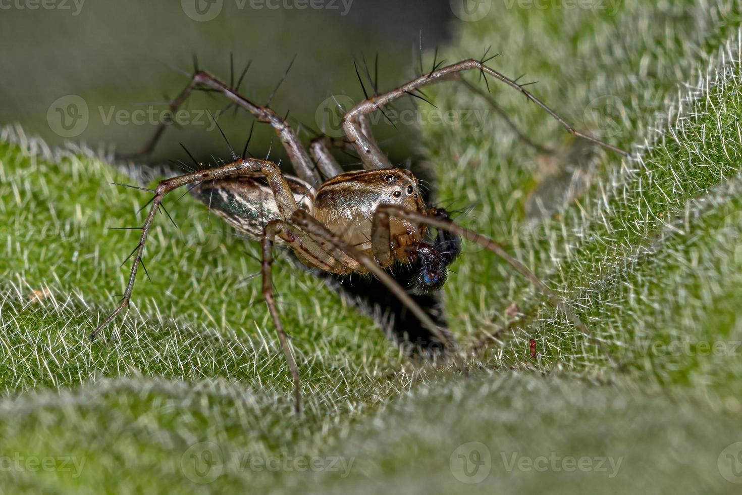 mannelijke gestreepte lynx spin foto