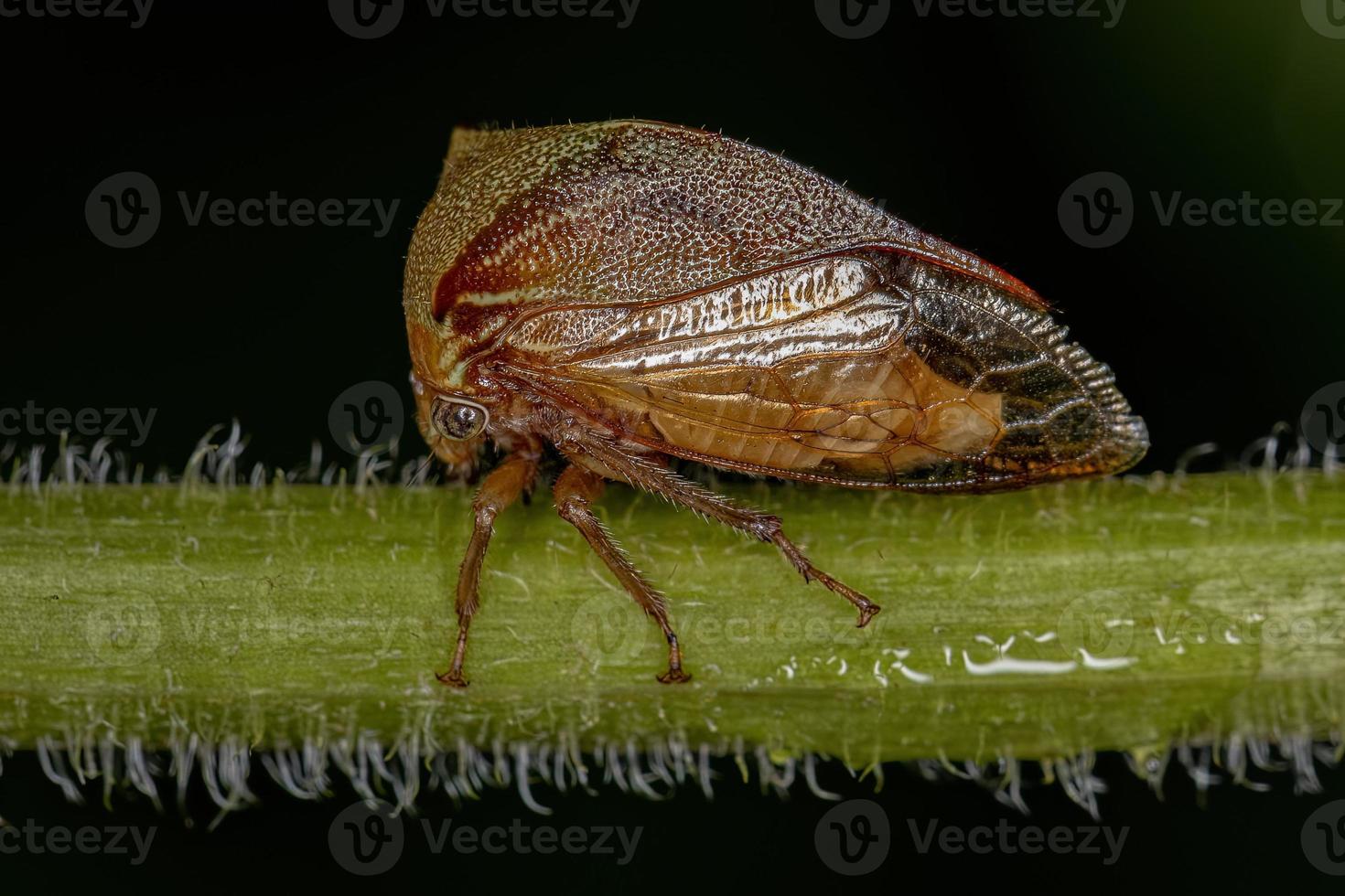 volwassen buffalo treehopper foto