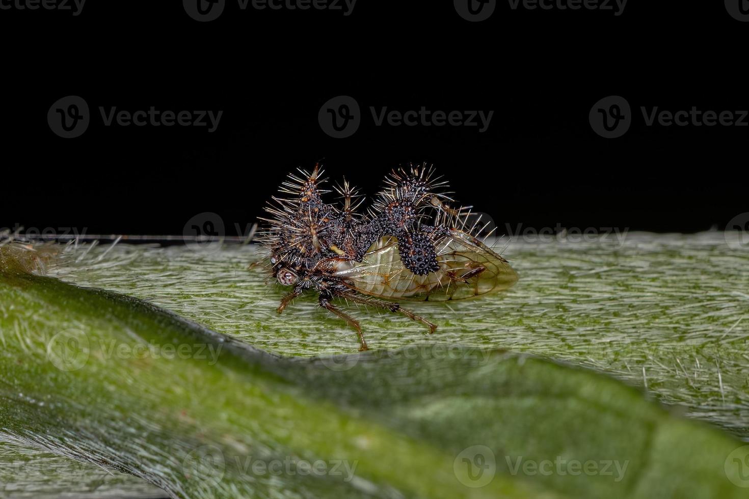 volwassen mier-nabootsende treehopper foto