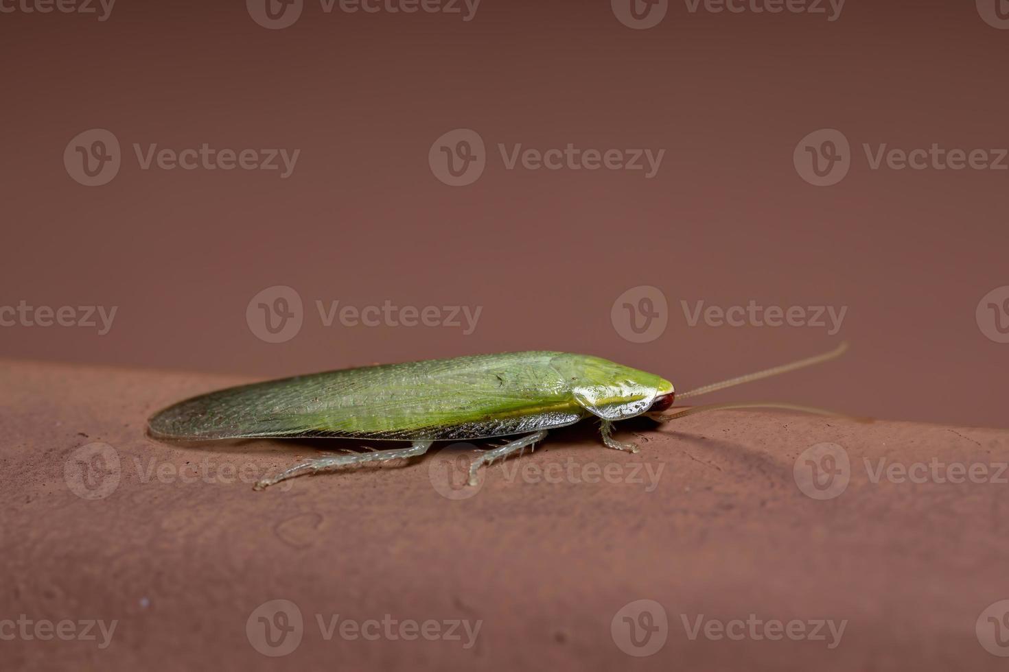 groene gigantische kakkerlak foto