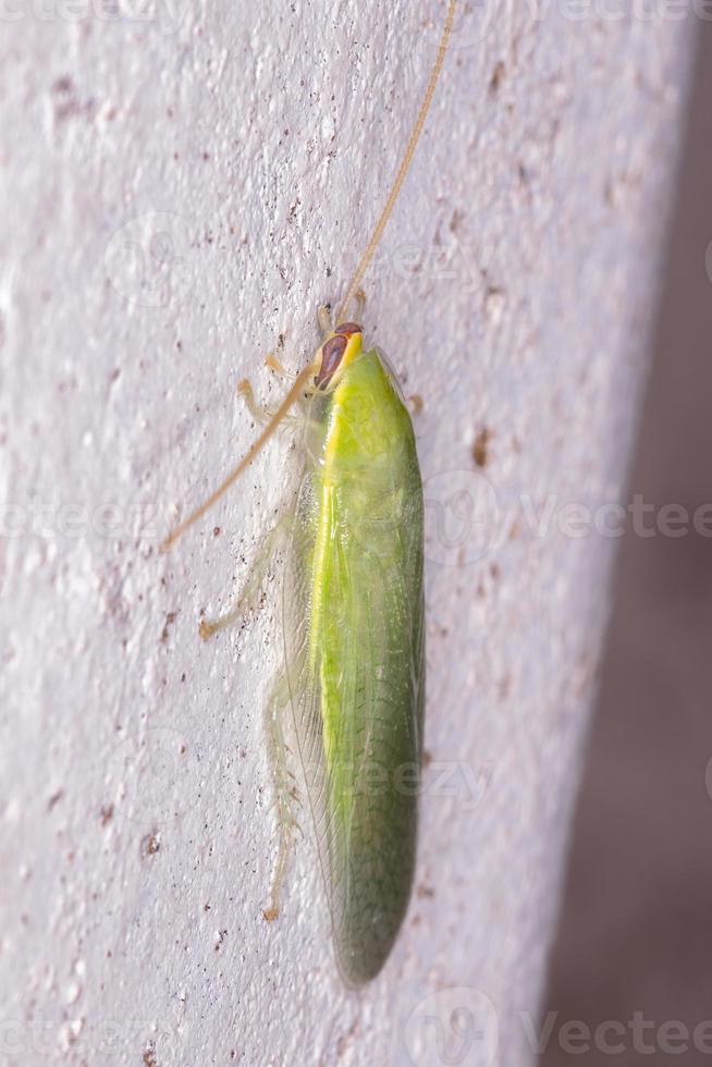 groene gigantische kakkerlak foto