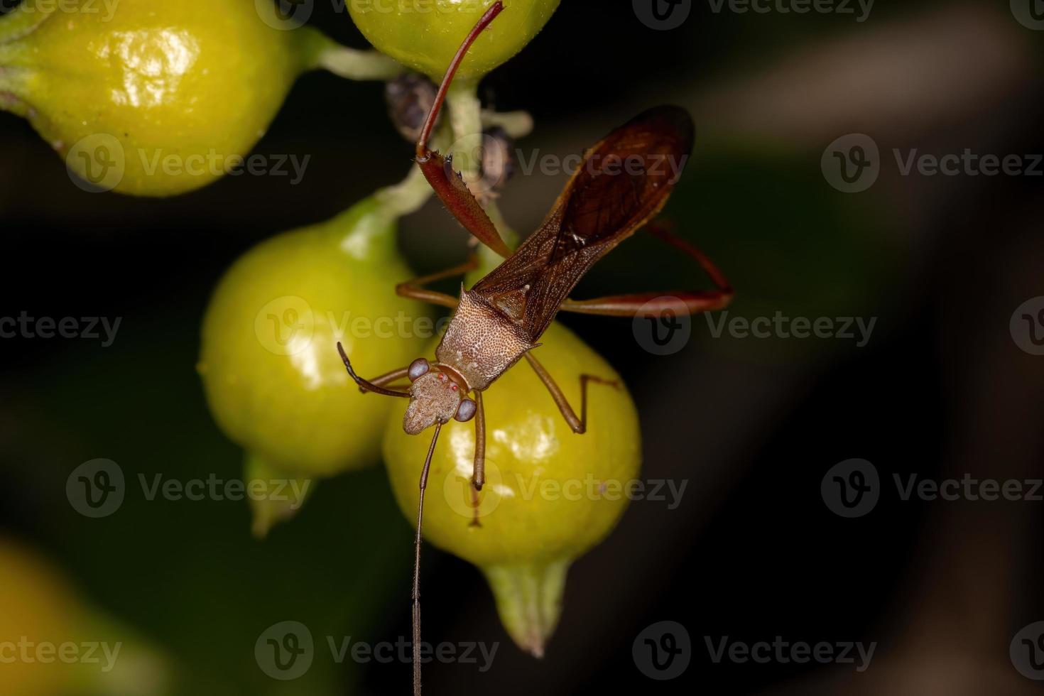 volwassen breedkopwants foto