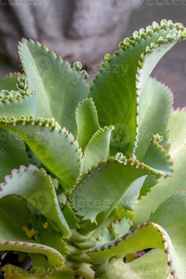 details van de bladeren van een crasulaceous plant foto