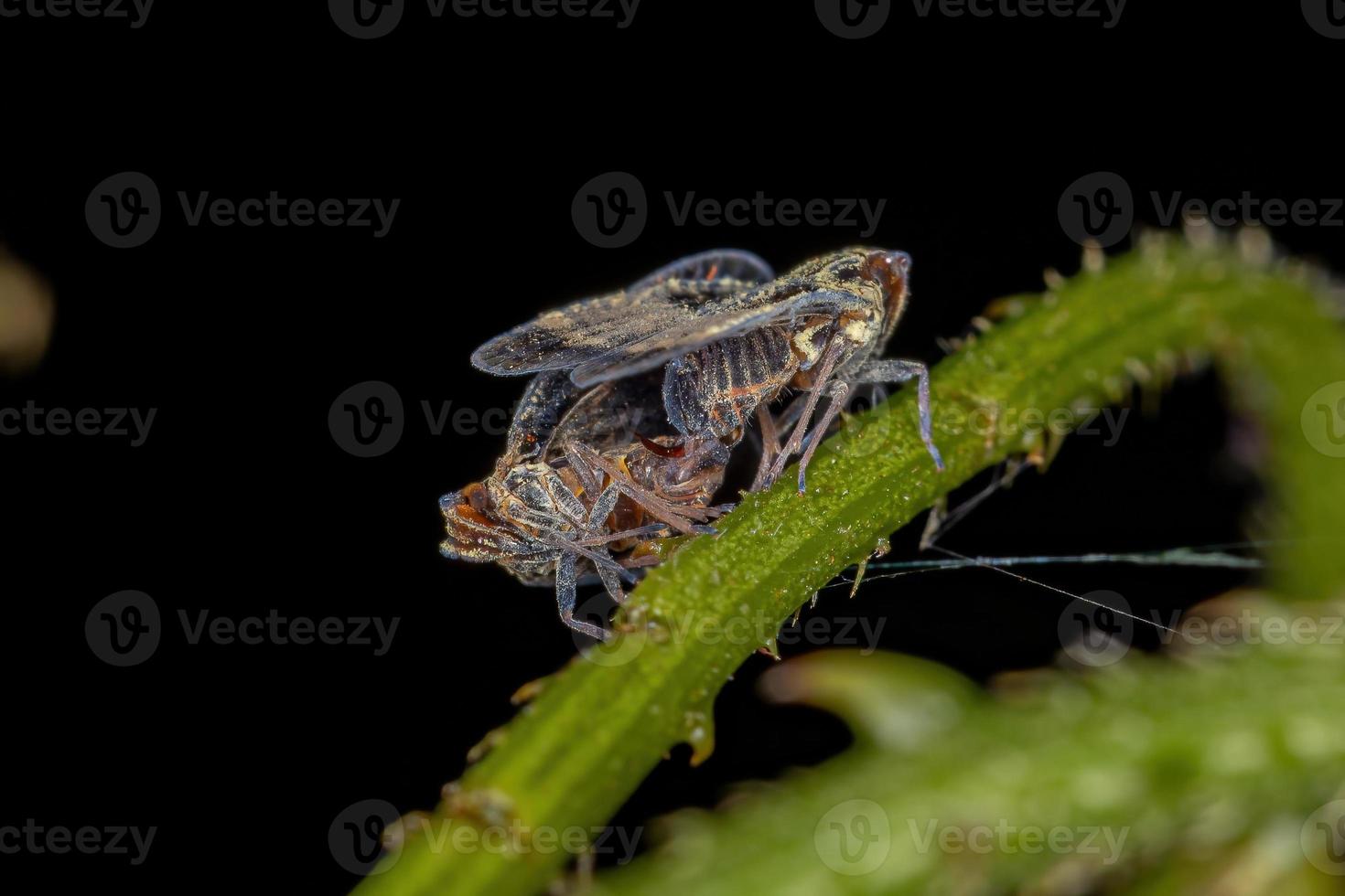 volwassen kleine planthoppers foto