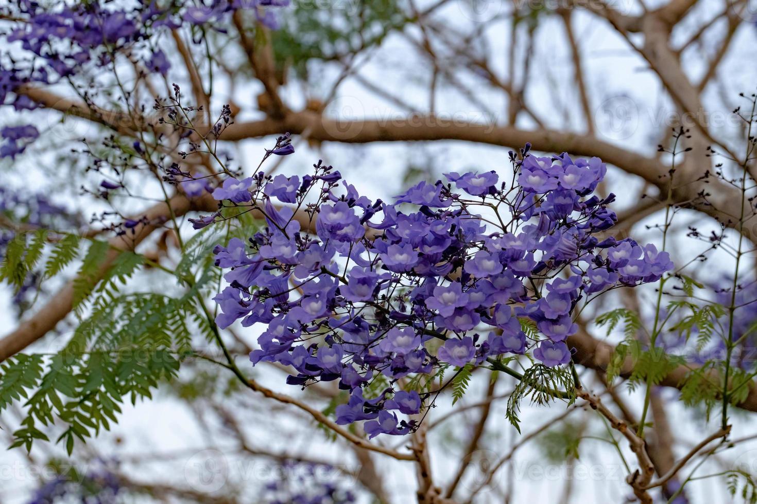 blauwe jacarandaboom foto