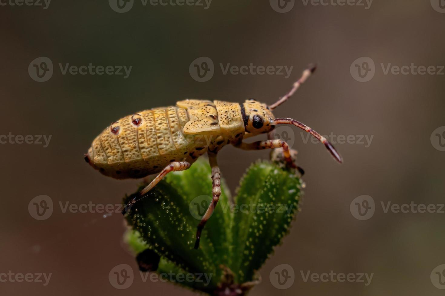 echte insectennimf foto