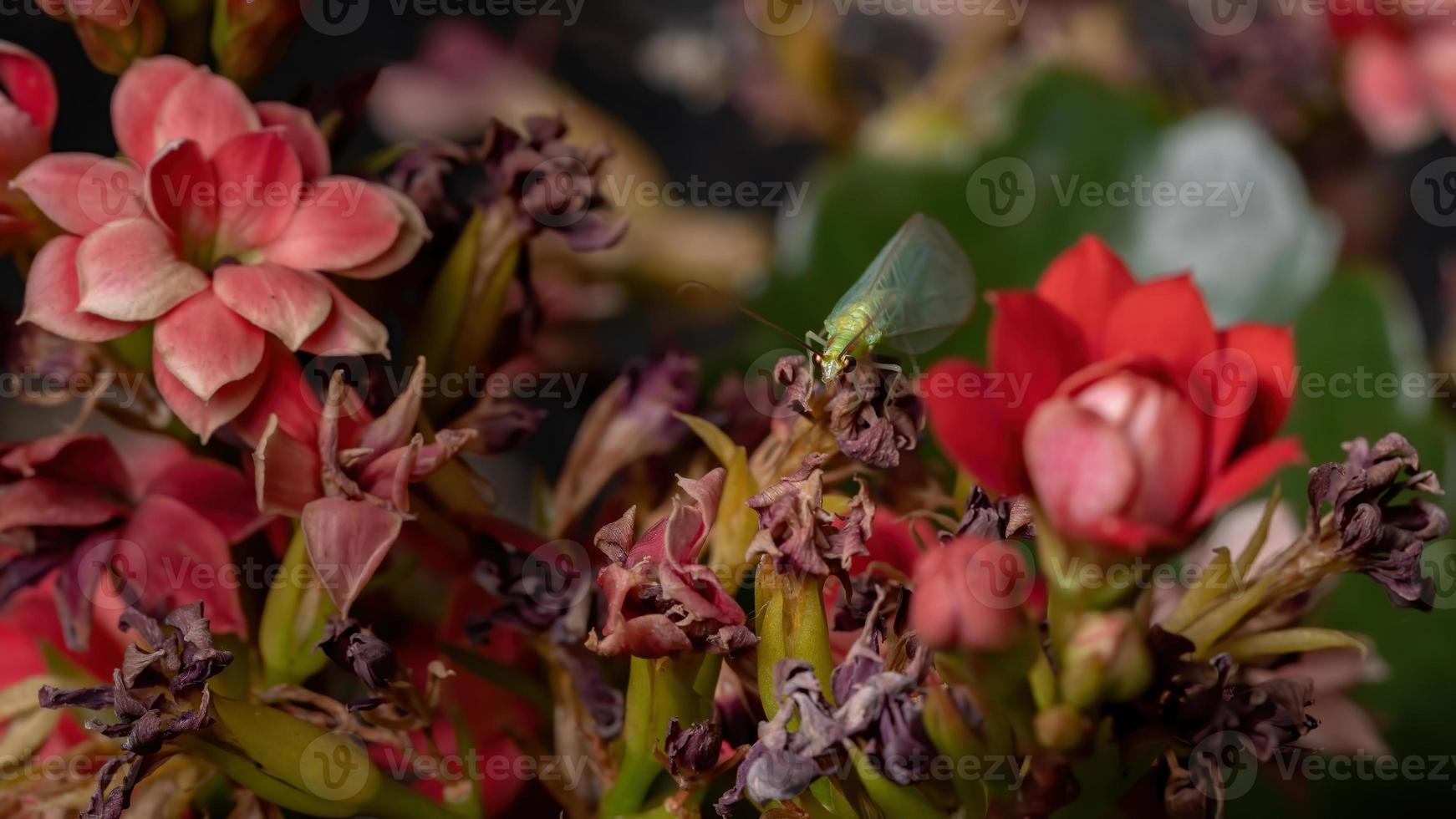 typische groene gaasvlieg in een bloeiende plant foto