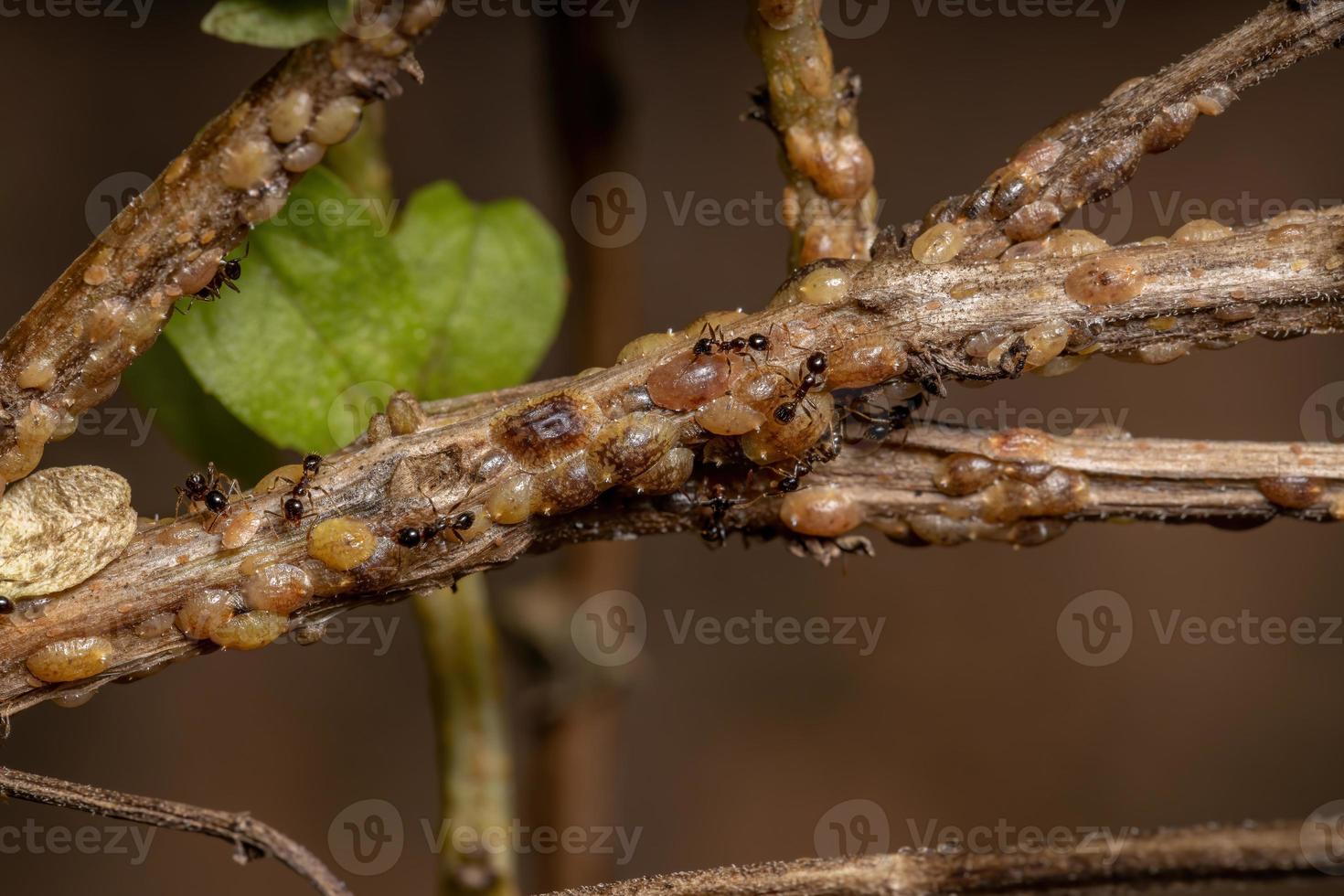 mieren in symbiose met schildpadschubben insecten foto