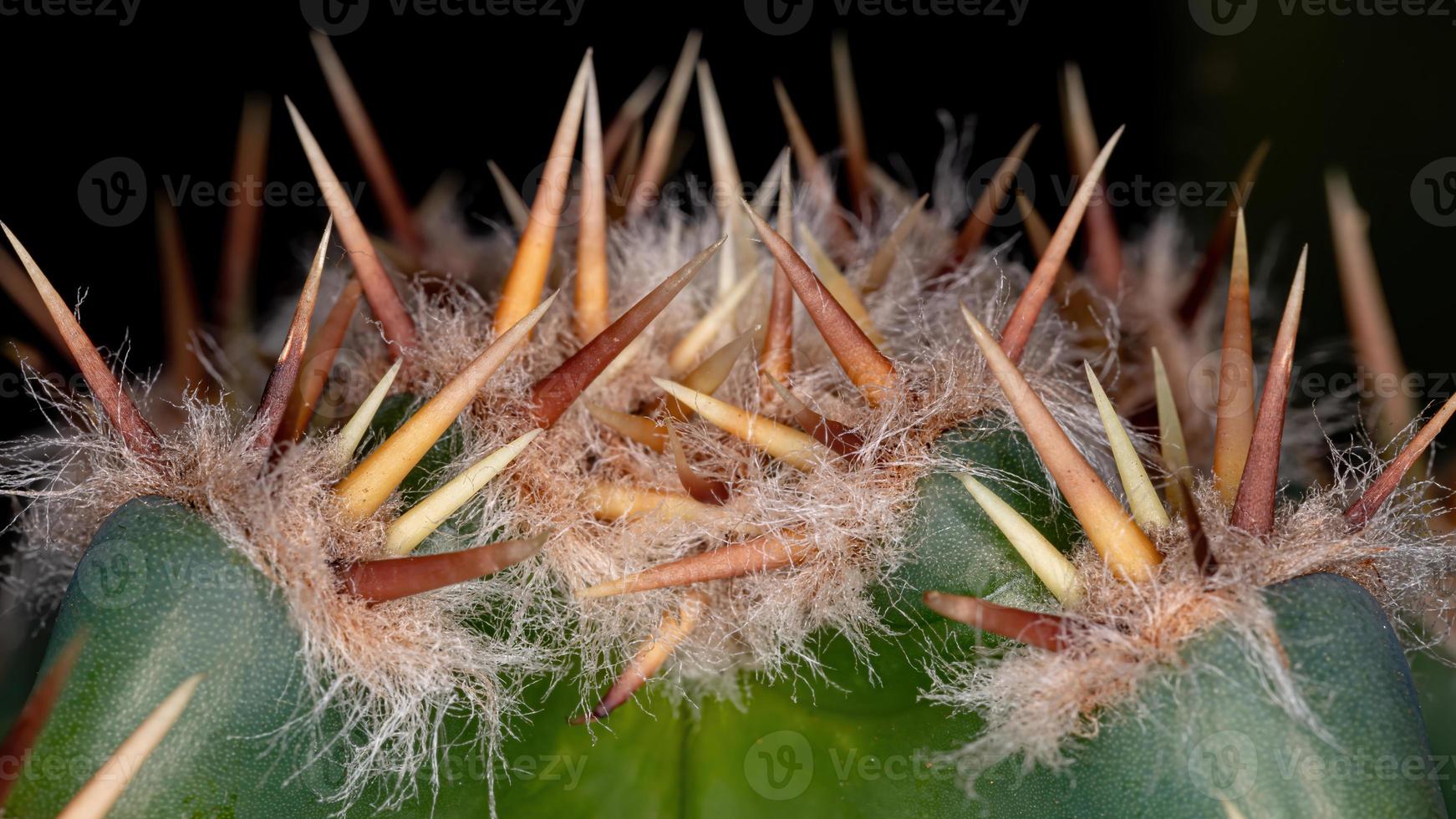 doornen van mandacaru cactus foto