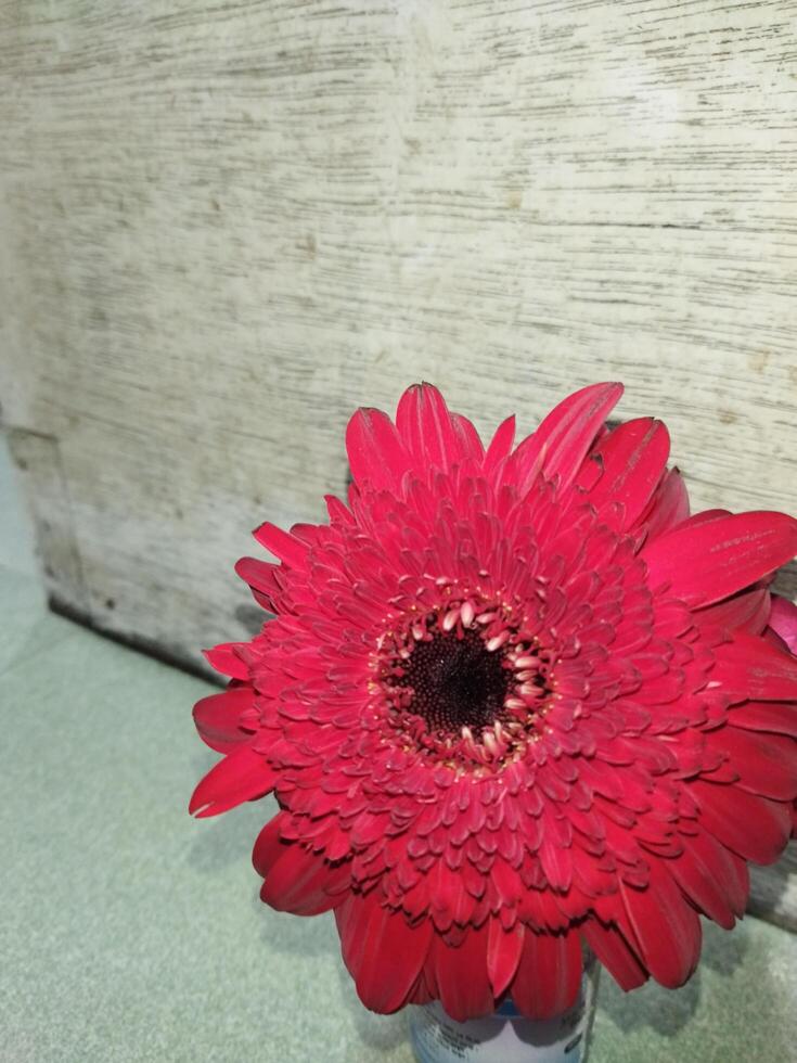 een persoon Holding een rood bloem in hun hand- foto