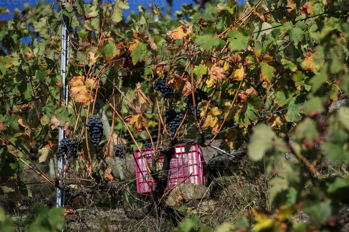 dozen vol druiven in de druivenoogst, ribeira sacra, galicië, spanje foto