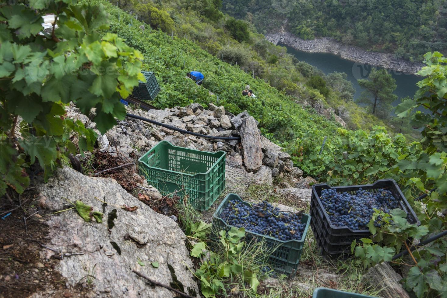 4x4 vervoert een aanhangwagen vol dozen druiven aan de oevers van de rivier de sil, ribeira sacra, galicië, spanje foto