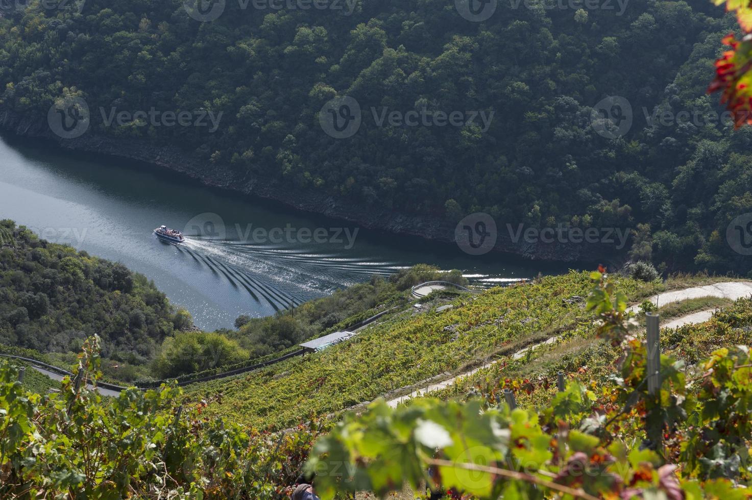 catamaran, boot op de rivier de sil, terwijl de druivenoogst wordt gedaan in de wijngaarden, ribeira sacra, galicië, spanje foto