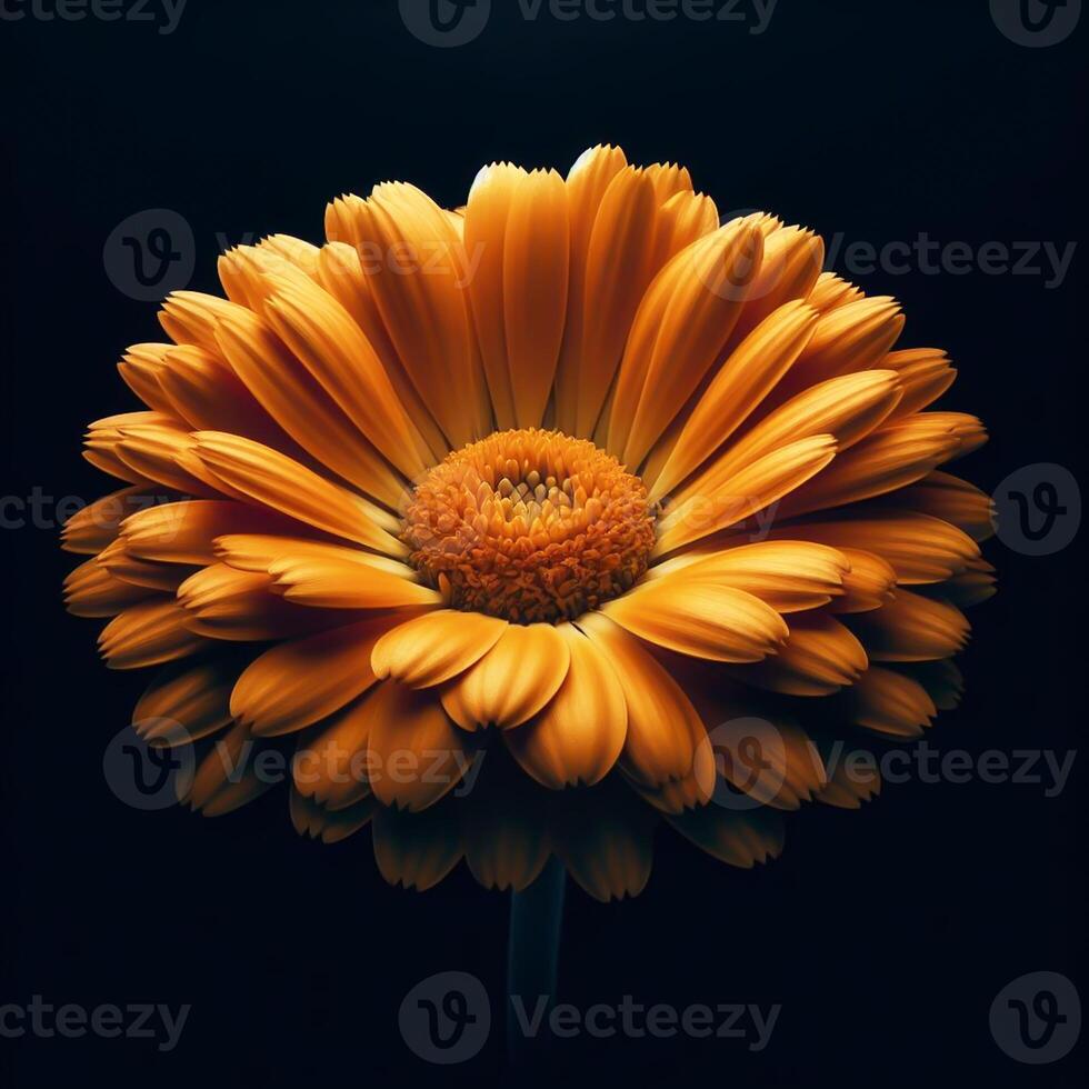 ai gegenereerd chrysant geïsoleerd Aan zwart achtergrond. bloemen en planten in de lente. foto