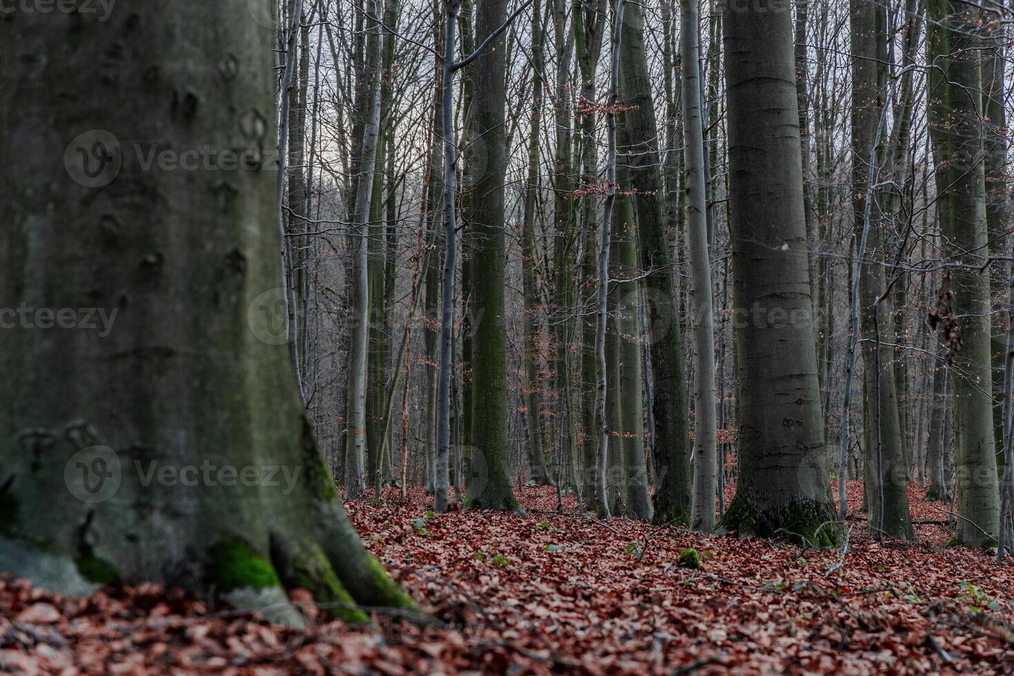 toneel- visie van een traject in een Woud Aan een herfst dag foto