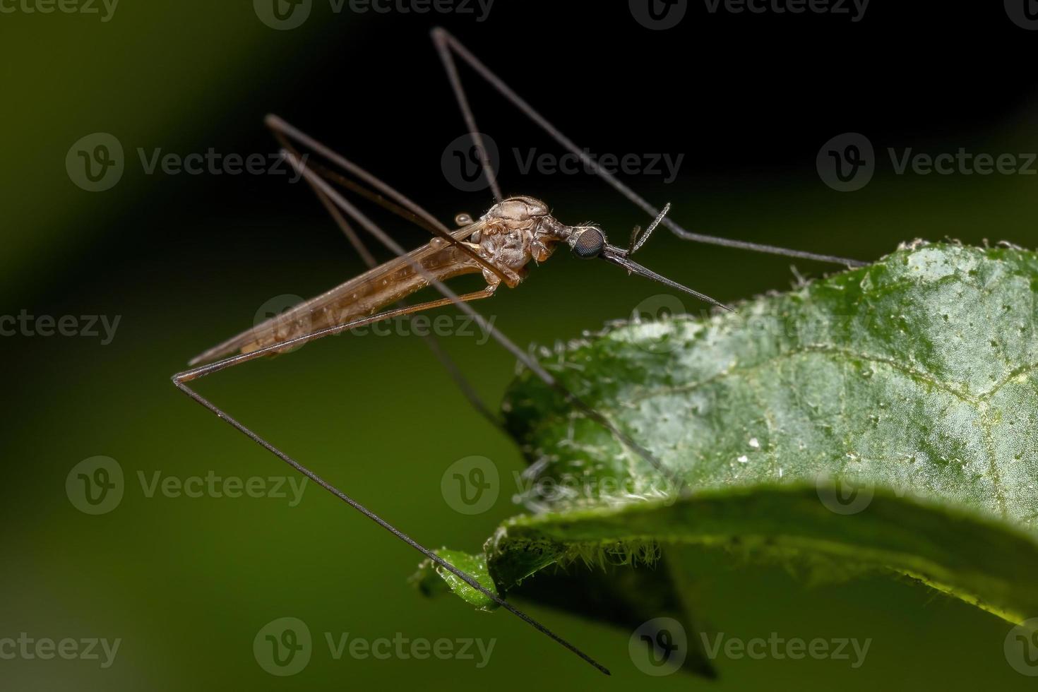 volwassen grote kraanvlieg foto