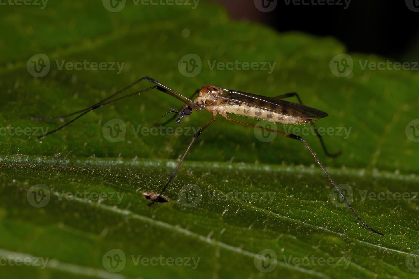 limoniid kraanvlieg foto