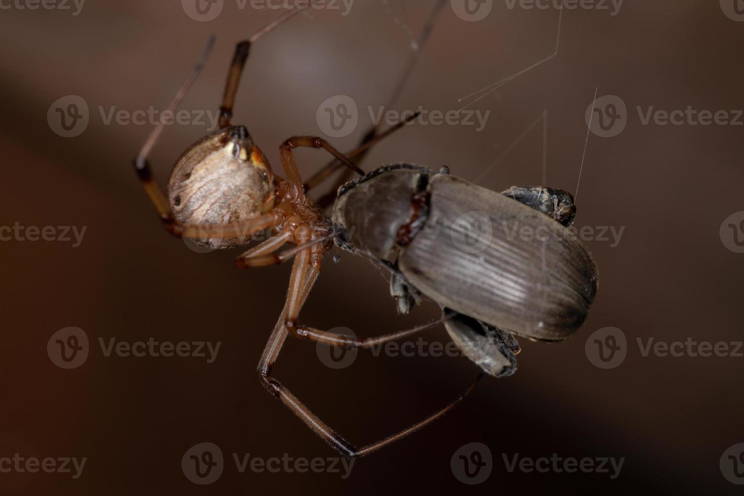 vrouwelijke volwassen bruine weduwe foto