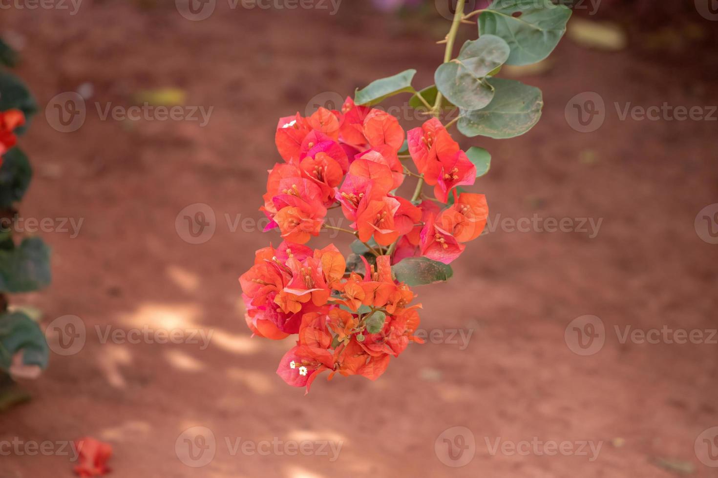 sierplant bloemen foto