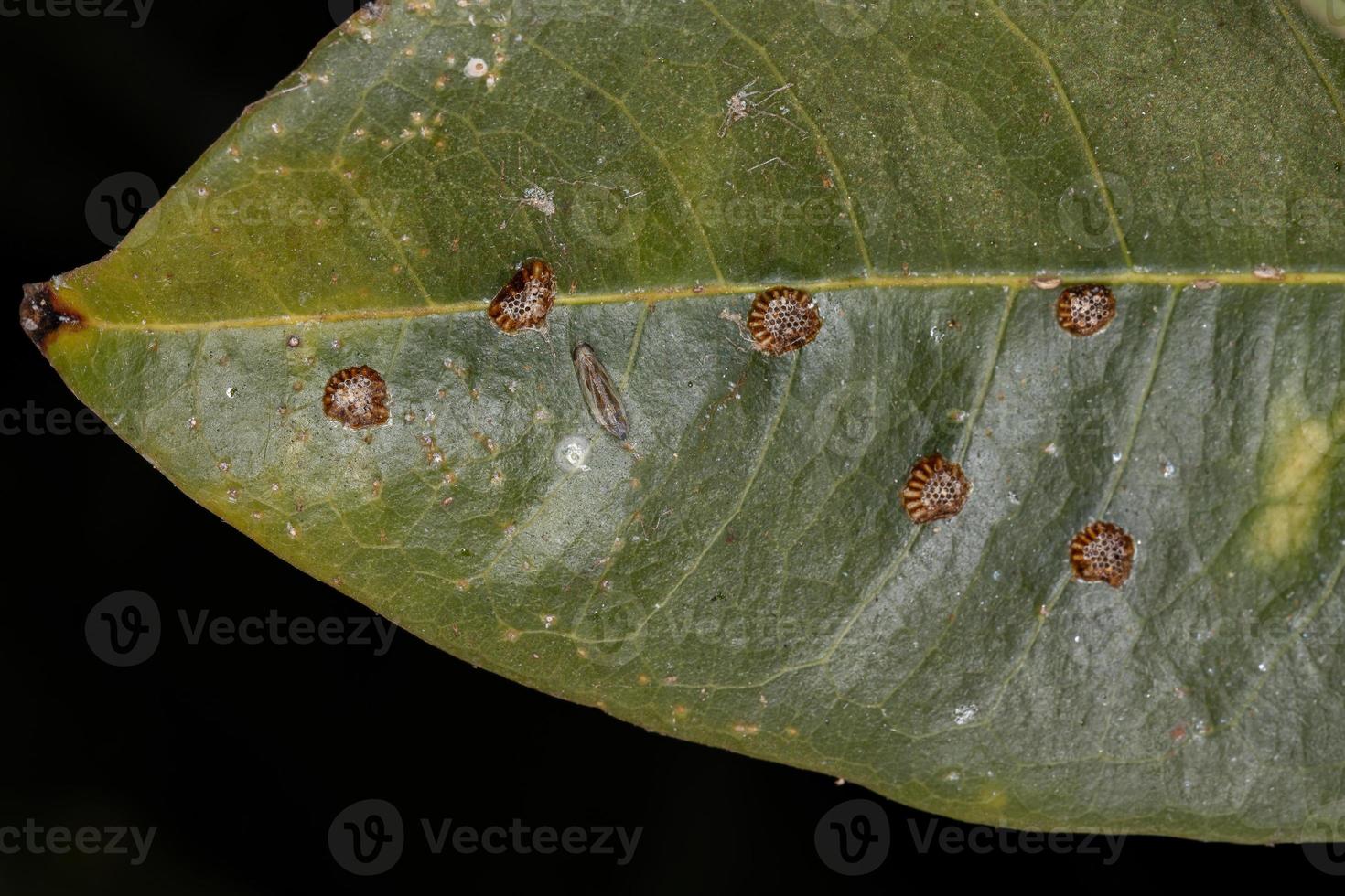 Assassin Bug Eggs foto