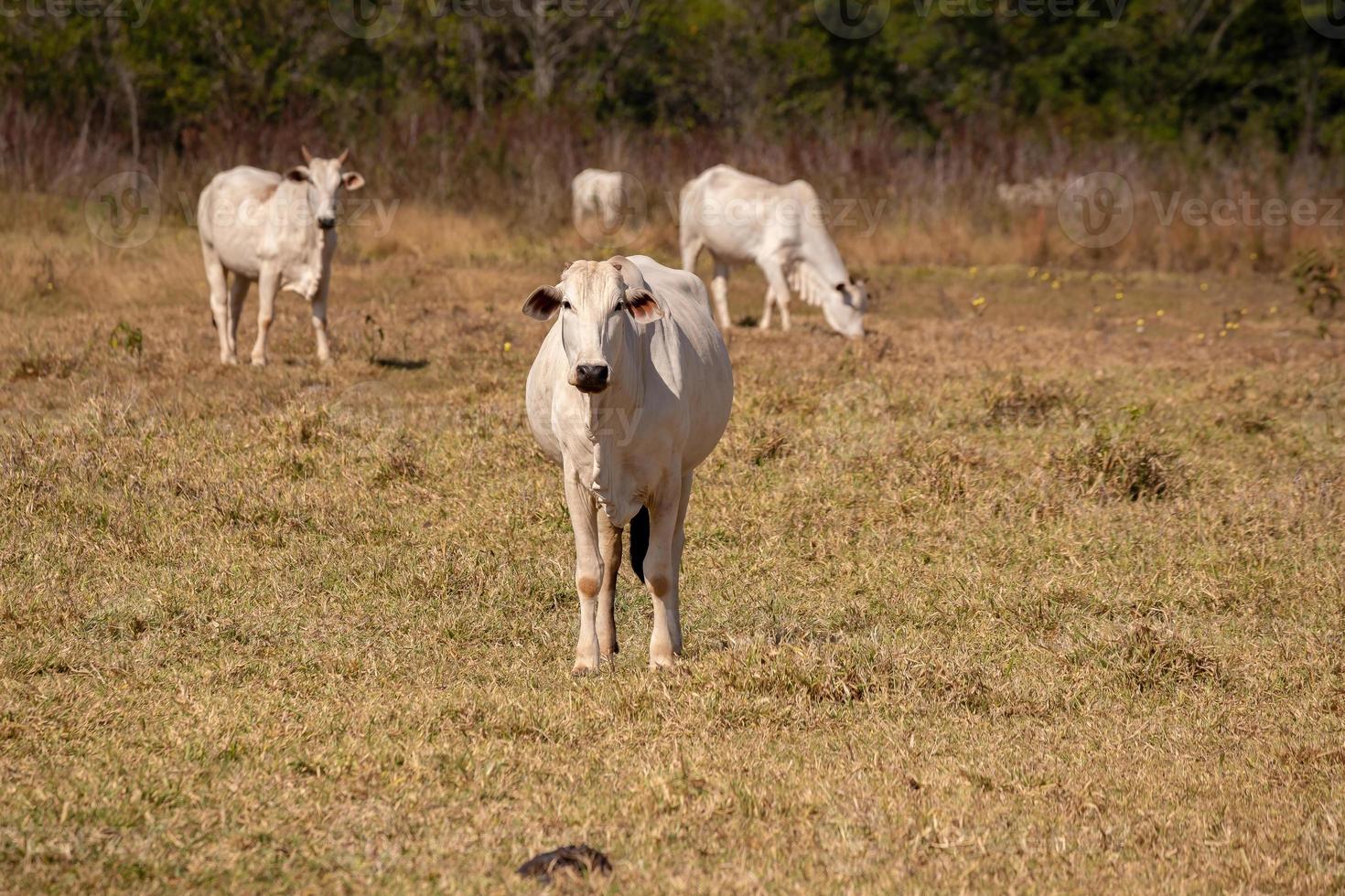 volwassen koe op een boerderij foto