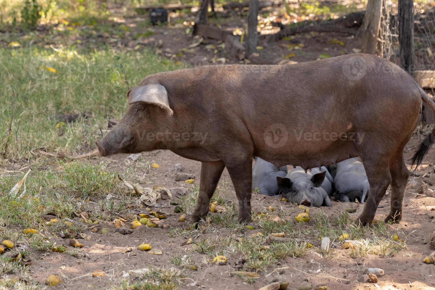 zwart varken gefokt foto