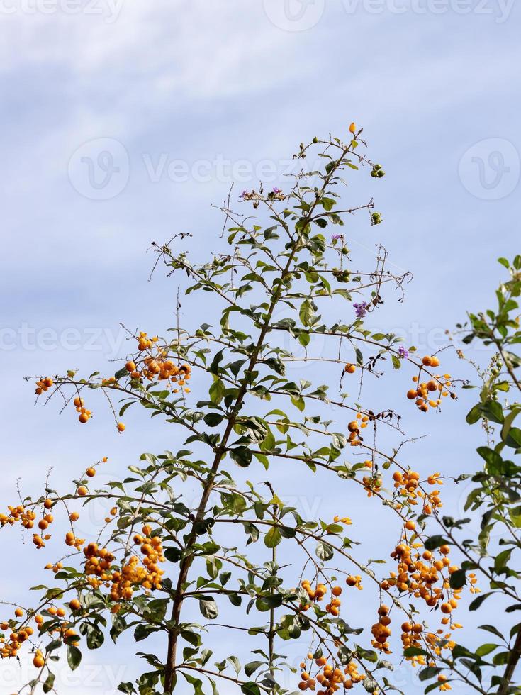 skyflower gele vruchten foto