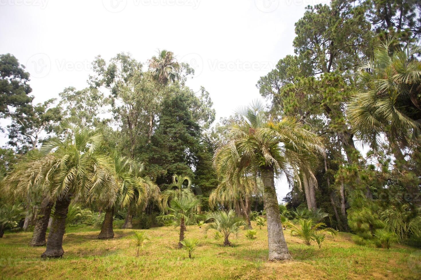 tropisch palm.jungle exotisch fabriek achtergrond. foto