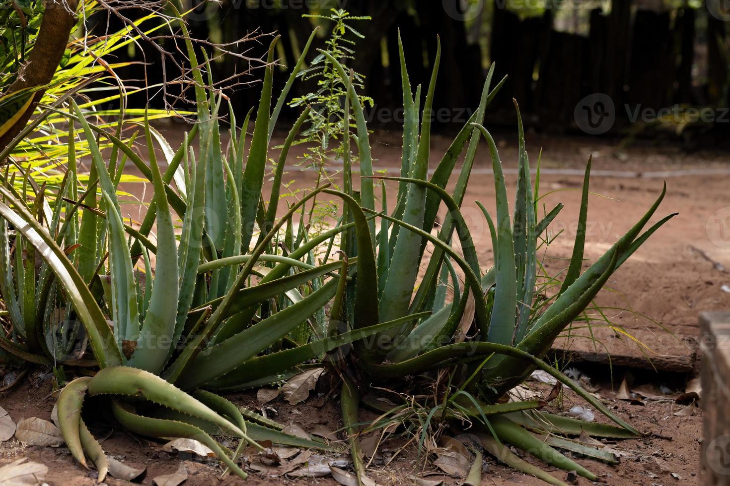 aloë vera planten gekweekt foto