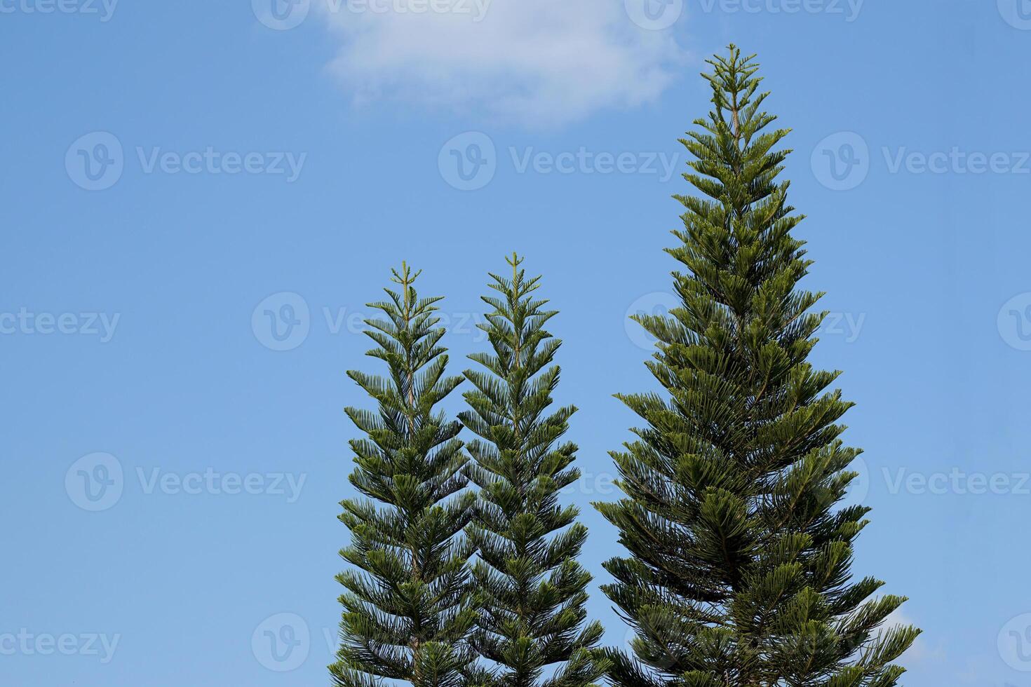 koraal rif araucaria of norfolk eiland pijnboom boom Aan lucht achtergrond. het is een sier- plant, vertakt uit in lagen mooi groen bladeren. zacht en selectief focus. foto