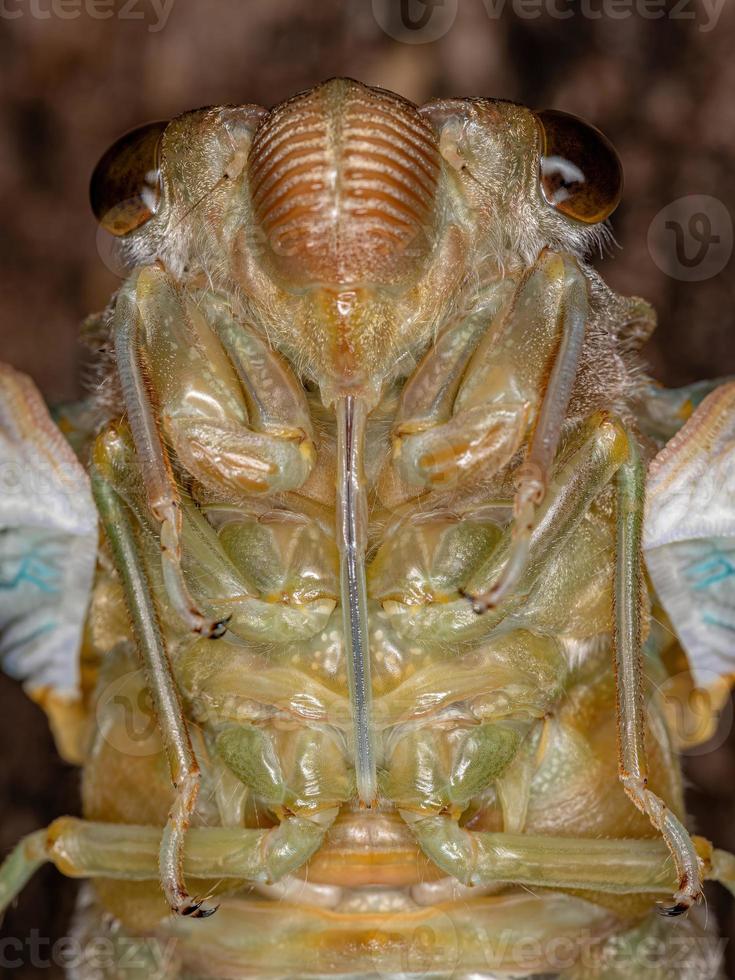 volwassen gigantische cicade foto