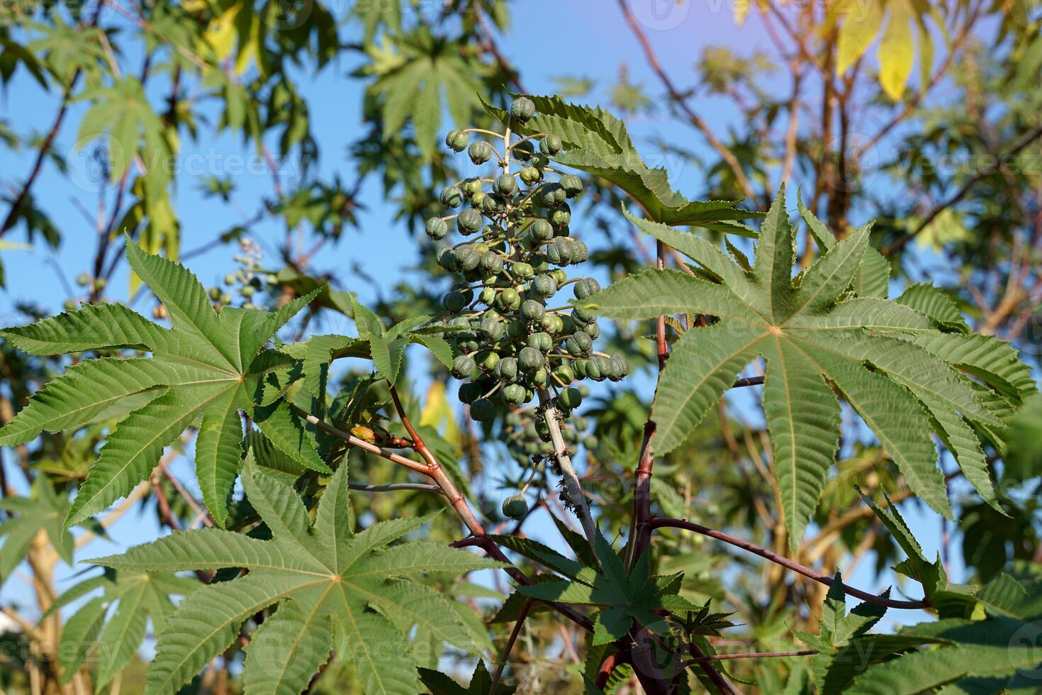 castor olie fabriek is een klein struik. de bladeren hebben ongeveer 6-11 lobben. de fruit is ovaalvormig. de huid heeft zacht doornachtig haren en de geheel fruit lijkt op een ramboetan fruit. foto