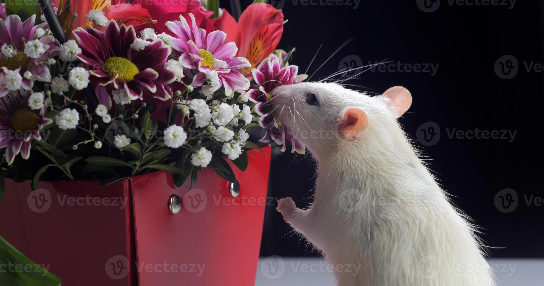 detailopname van wit Rat snuift mooi bloemen. foto