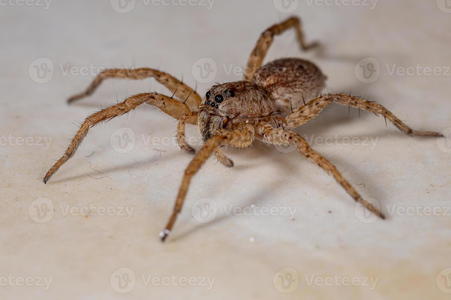 wolfsspin van de familie lycosidae foto