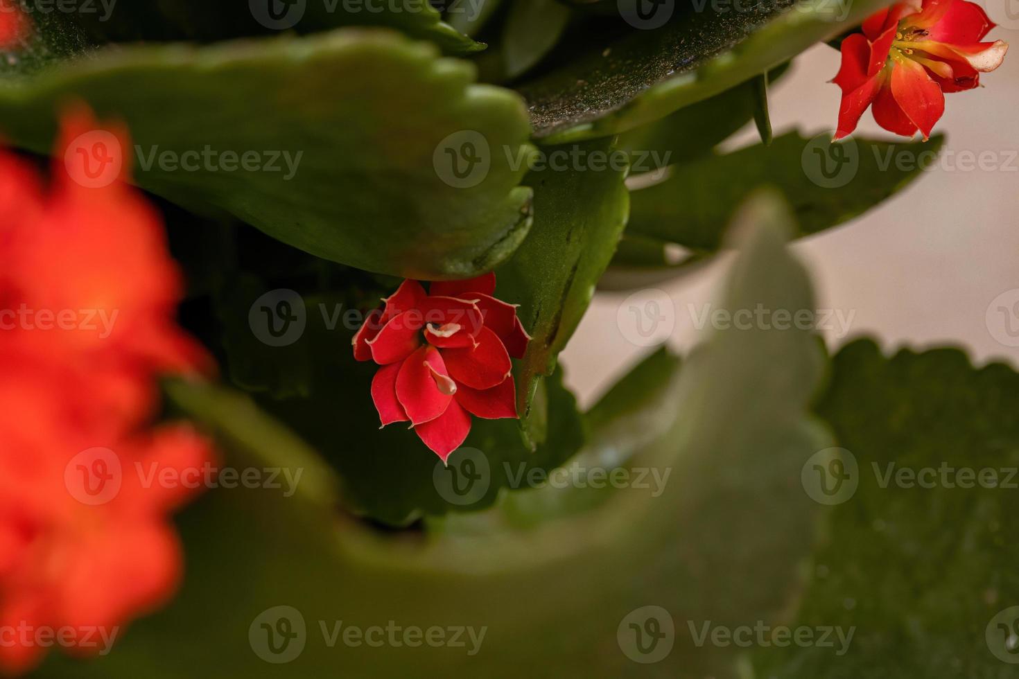 vlammende katy bloem foto