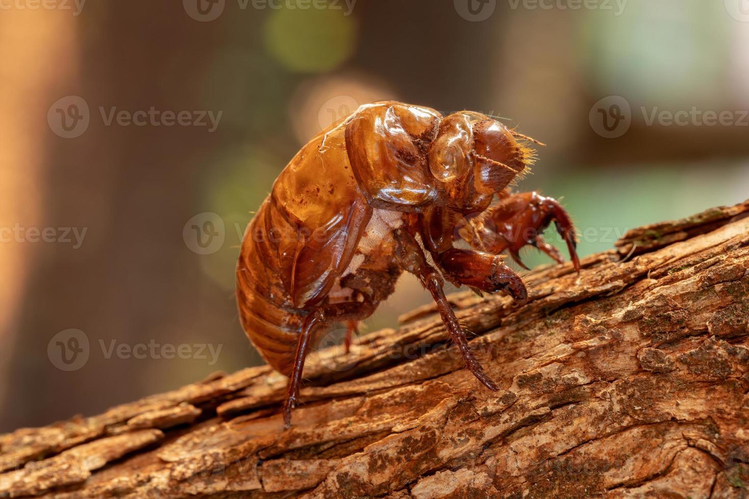 exuvia van typische cicade foto