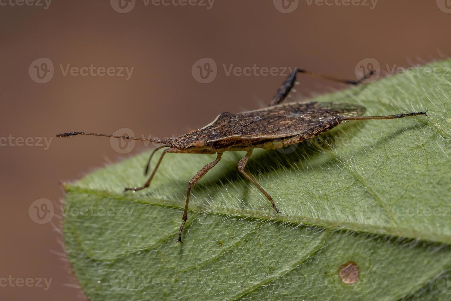 volwassen geurloze plantenwants foto