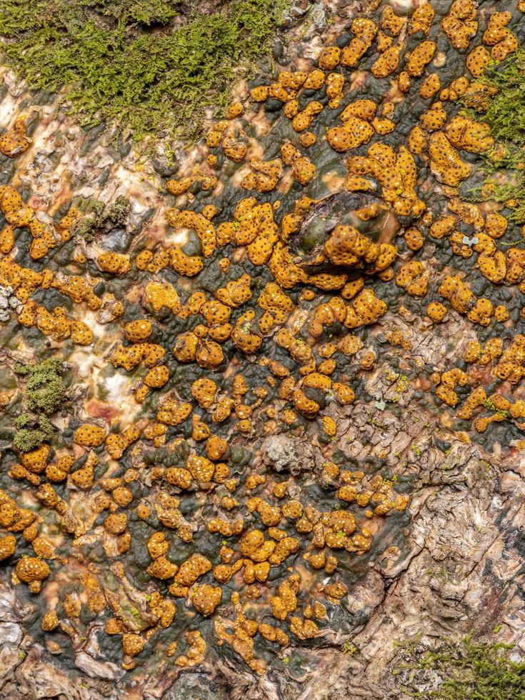 gele hogere ascomyceten foto