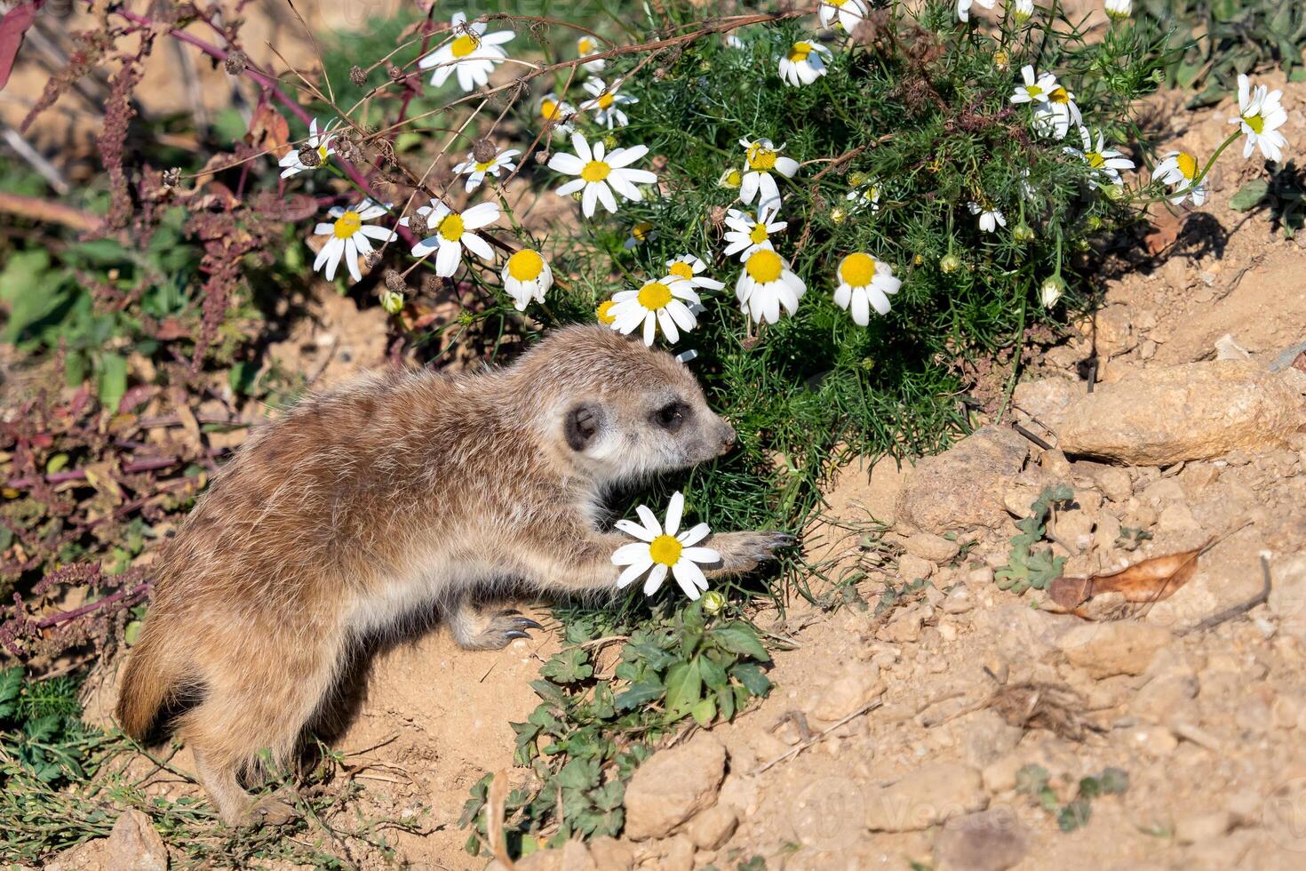 jong suricata en kamille. nieuwsgierig meerkat foto