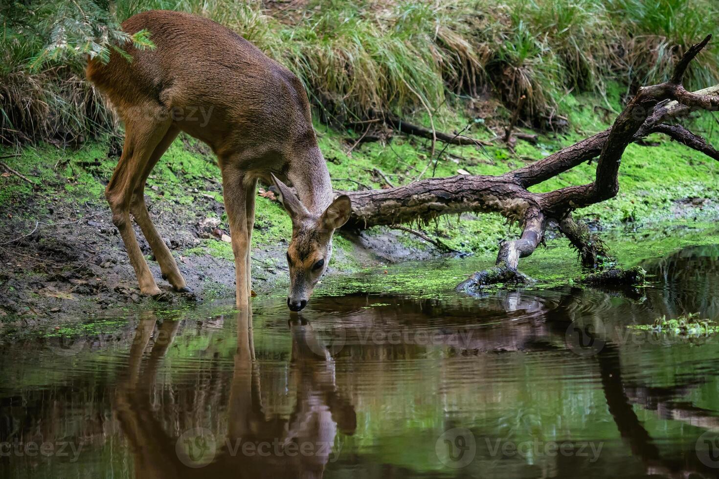 ree hert in Woud, capreolus capreolus. wild ree hert drinken water van de vijver foto