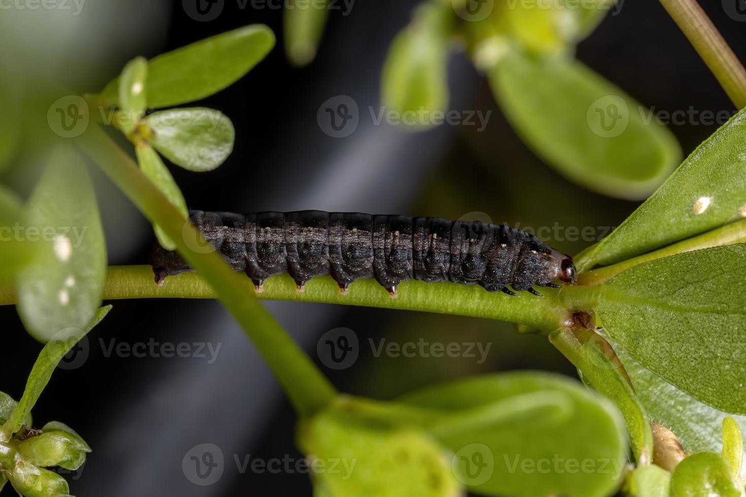 rups die de posteleinplant eet foto