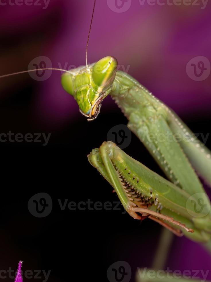 volwassen vrouwelijke bidsprinkhaan van het geslacht oxyopsis op een roze bloem foto