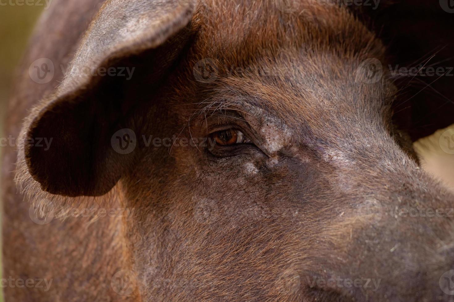 zwart varken gefokt foto