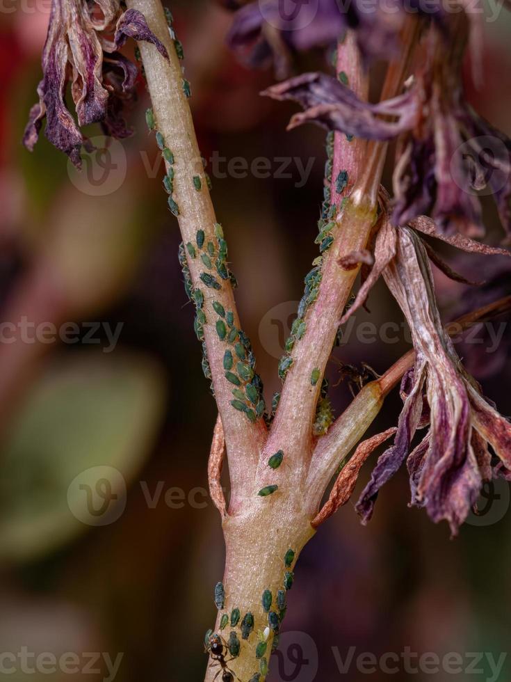 kleine bladluizen insectenop de plant vlammende katy foto