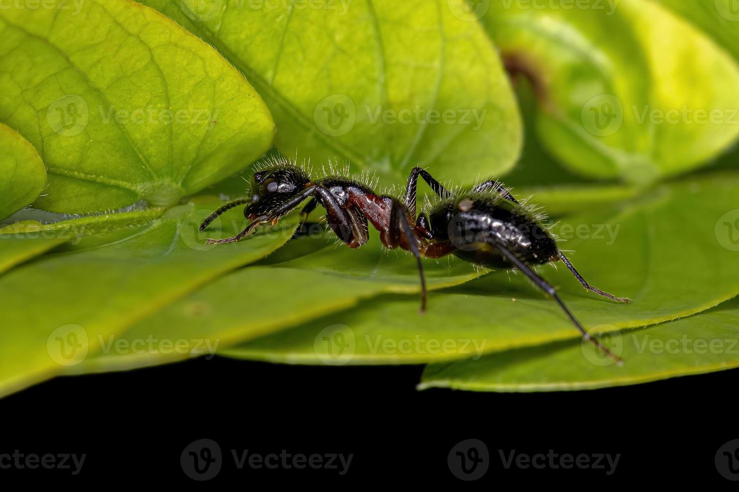 volwassen vrouwelijke zes-spotted timmerman ant foto