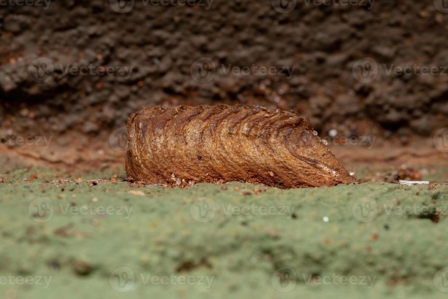 bidsprinkhaan eieren op een muur foto