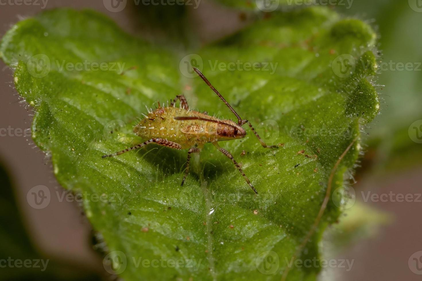 pentatomomorph bug nimf foto