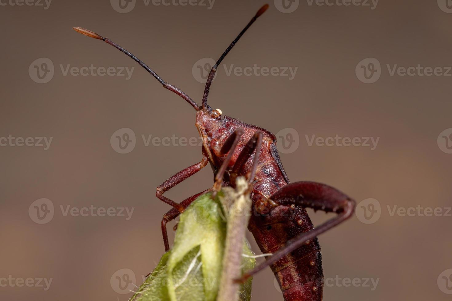 volwassen bladvoetwants foto