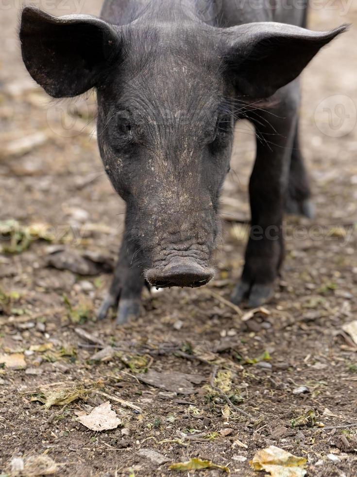 zwart varken gefokt foto